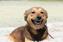 PAULINA, Hund, Mischlingshund in Hagen - Bild 4