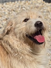 FLOKI, Hund, Mischlingshund in Kroatien - Bild 1