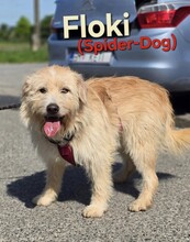 FLOKI, Hund, Mischlingshund in Kroatien - Bild 2