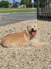FLOKI, Hund, Mischlingshund in Kroatien - Bild 3