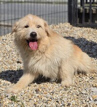 FLOKI, Hund, Mischlingshund in Kroatien - Bild 6