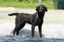 GRACIE, Hund, Mischlingshund in Hagen - Bild 1