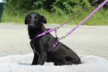 GRACIE, Hund, Mischlingshund in Hagen - Bild 2