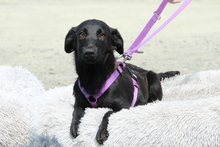 GRACIE, Hund, Mischlingshund in Hagen - Bild 3