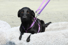 GRACIE, Hund, Mischlingshund in Hagen - Bild 4