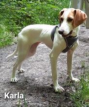 KARLA, Hund, Mischlingshund in Hattingen - Bild 1