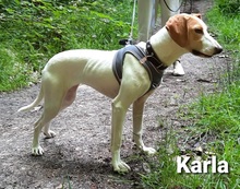 KARLA, Hund, Mischlingshund in Hattingen - Bild 2