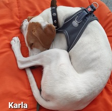 KARLA, Hund, Mischlingshund in Hattingen - Bild 3