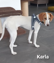 KARLA, Hund, Mischlingshund in Hattingen - Bild 4