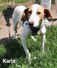 KARLA, Hund, Mischlingshund in Hattingen - Bild 5