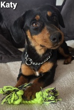 KATY, Hund, Mischlingshund in Bissendorf - Bild 1