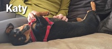 KATY, Hund, Mischlingshund in Bissendorf - Bild 2