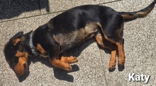 KATY, Hund, Mischlingshund in Bissendorf - Bild 3