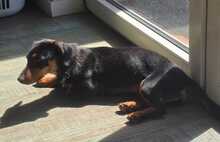 KATY, Hund, Mischlingshund in Bissendorf - Bild 4