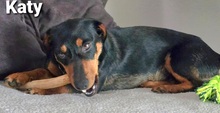 KATY, Hund, Mischlingshund in Bissendorf - Bild 5