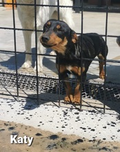 KATY, Hund, Mischlingshund in Bissendorf - Bild 6