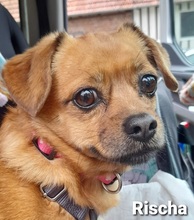 RISCHA, Hund, Mischlingshund in Hamburg - Bild 1