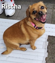 RISCHA, Hund, Mischlingshund in Hamburg - Bild 2