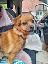 RISCHA, Hund, Mischlingshund in Hamburg - Bild 3