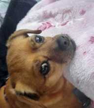 RISCHA, Hund, Mischlingshund in Hamburg - Bild 4