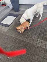 RISCHA, Hund, Mischlingshund in Hamburg - Bild 5