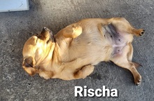RISCHA, Hund, Mischlingshund in Hamburg - Bild 6