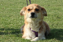 PEARL, Hund, Mischlingshund in Hagen - Bild 1