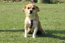 PEARL, Hund, Mischlingshund in Hagen - Bild 2