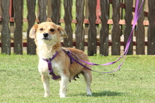 PEARL, Hund, Mischlingshund in Hagen - Bild 3