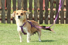 PEARL, Hund, Mischlingshund in Hagen - Bild 4