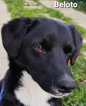 BELOTO, Hund, Mischlingshund in Bissendorf - Bild 1