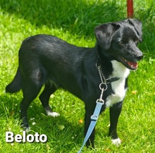 BELOTO, Hund, Mischlingshund in Bissendorf - Bild 2