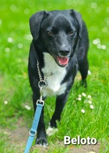 BELOTO, Hund, Mischlingshund in Bissendorf - Bild 3