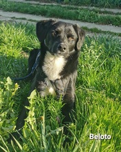 BELOTO, Hund, Mischlingshund in Bissendorf - Bild 4