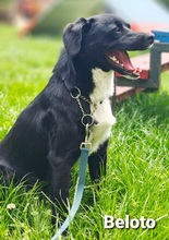 BELOTO, Hund, Mischlingshund in Bissendorf - Bild 5