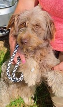 ANZSI, Hund, Deutscher Schäferhund in Ungarn - Bild 1