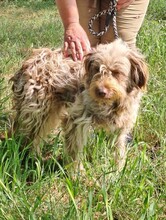 ANZSI, Hund, Deutscher Schäferhund in Ungarn - Bild 2