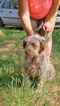 ANZSI, Hund, Deutscher Schäferhund in Ungarn - Bild 3