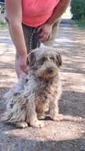 ANZSI, Hund, Deutscher Schäferhund in Ungarn - Bild 4