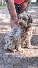 ANZSI, Hund, Deutscher Schäferhund in Ungarn - Bild 5