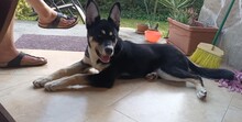 ENDER, Hund, Mischling in Ungarn - Bild 1