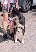 ENDER, Hund, Mischling in Ungarn - Bild 2