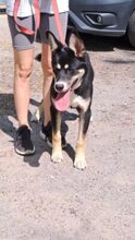ENDER, Hund, Mischling in Ungarn - Bild 3