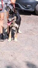 ENDER, Hund, Mischling in Ungarn - Bild 4