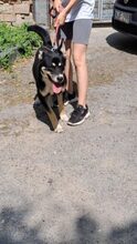 ENDER, Hund, Mischling in Ungarn - Bild 5
