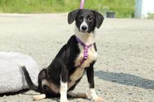 HAZEL, Hund, Mischlingshund in Hagen - Bild 1