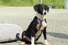 HAZEL, Hund, Mischlingshund in Hagen - Bild 2