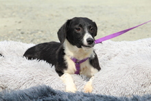 HAZEL, Hund, Mischlingshund in Hagen - Bild 3