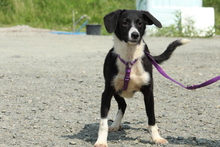 HAZEL, Hund, Mischlingshund in Hagen - Bild 4