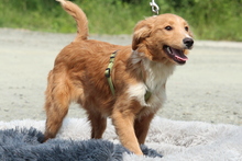 FINN, Hund, Mischlingshund in Hagen - Bild 1